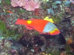 Image result for Sparisoma cretense