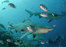 Image result for Carcharhinus leucas