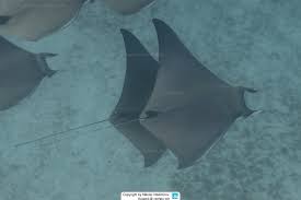 Image result for Mobula hypostoma