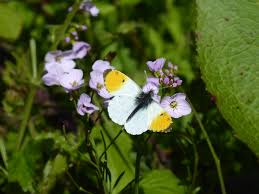 Attēlu rezultāti vaicājumam “Anthocharis cardamines”