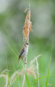 Attēlu rezultāti vaicājumam “Acrocephalus schoenobaenus”