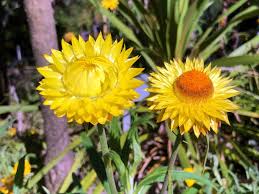 Image result for Strohblume