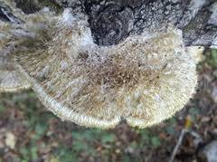 Attēlu rezultāti vaicājumam “Coriolopsis trogii”