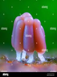 Attēlu rezultāti vaicājumam “Symphytocarpus flaccidus spores”