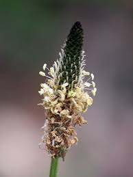 Attēlu rezultāti vaicājumam “Callitrichaceae”