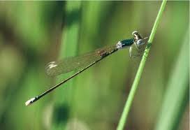 Attēlu rezultāti vaicājumam “Nehalennia speciosa”