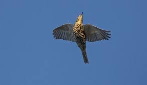 Attēlu rezultāti vaicājumam “Turdus viscivorus”