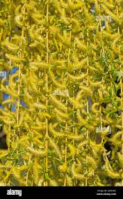 Attēlu rezultāti vaicājumam “Salix myrsinifolia male flower”