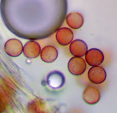 Attēlu rezultāti vaicājumam “Comatricha elegans var. microspora macro”