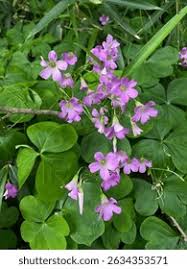 Attēlu rezultāti vaicājumam “Oxalidaceae”