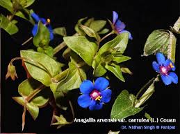 Attēlu rezultāti vaicājumam “Anagallis arvensis leaf”