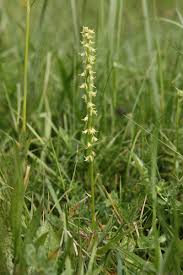 Attēlu rezultāti vaicājumam “Herminium monorchis flower”