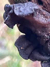 Attēlu rezultāti vaicājumam “Exidia truncata”