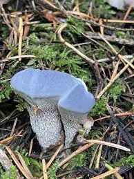 Attēlu rezultāti vaicājumam “Hydnellum sp.”