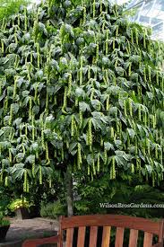 Attēlu rezultāti vaicājumam “Carpinus”
