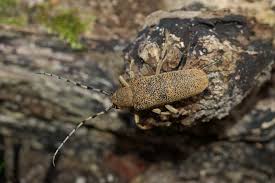 Attēlu rezultāti vaicājumam “Saperda carcharias”