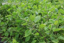 Image result for 깱깲깳깴깵깶깷깺깾깿꺀꺁꺂꺃꺆꺇꺈꺉꺊꺋꺍꺎꺏꺐