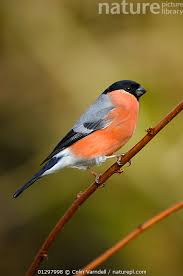 Attēlu rezultāti vaicājumam “Pyrrhula pyrrhula male”