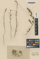 Attēlu rezultāti vaicājumam “Corispermum hyssopifolium fruit”