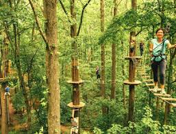 Image result for Go Ape! Whinlatter