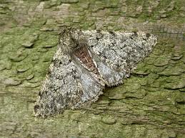 Attēlu rezultāti vaicājumam “Phigalia pilosaria”