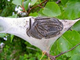 Attēlu rezultāti vaicājumam “Eriogaster lanestris larva”