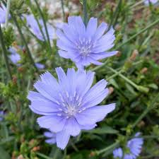 Attēlu rezultāti vaicājumam “Cichorium intybus flower”