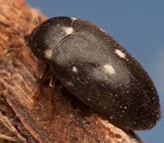 Attēlu rezultāti vaicājumam “Attagenus pellio”