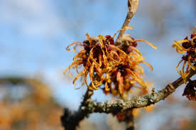 Attēlu rezultāti vaicājumam “Hamamelis mollis”