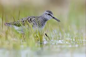 Attēlu rezultāti vaicājumam “Tringa glareola adult”