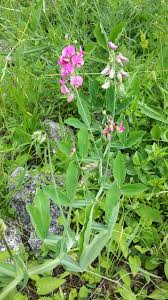 Attēlu rezultāti vaicājumam “Lathyrus latifolius”