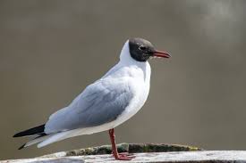 Attēlu rezultāti vaicājumam “Larus ridibundus”