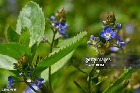 Attēlu rezultāti vaicājumam “Veronica beccabunga”