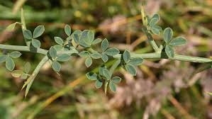 Attēlu rezultāti vaicājumam “Cytisus scoparius leaf”
