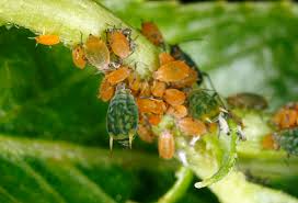 Attēlu rezultāti vaicājumam “Aphis farinosa”