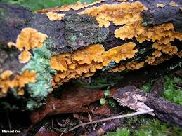 Attēlu rezultāti vaicājumam “Campylium stellatum sporophyte”