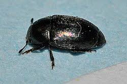 Attēlu rezultāti vaicājumam “Meligethes sp.”