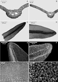 Attēlu rezultāti vaicājumam “Bryoerythrophyllum recurvirostrum sporophyte”