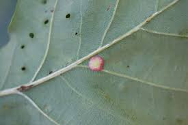 Attēlu rezultāti vaicājumam “Neuroterus albipes”