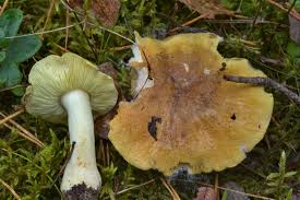 Attēlu rezultāti vaicājumam “Tricholoma flavovirens”