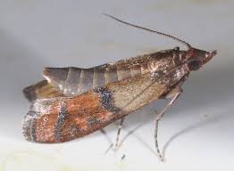 Attēlu rezultāti vaicājumam “Plodia interpunctella”