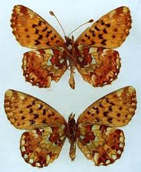 Attēlu rezultāti vaicājumam “Boloria aquilonaris upperside”