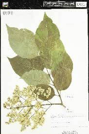 Attēlu rezultāti vaicājumam “Syringa reticulata subsp. amurensis”