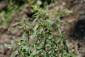 Attēlu rezultāti vaicājumam “Microrrhinum minus leaf”