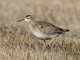 Image result for Numenius minutus