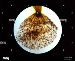 Attēlu rezultāti vaicājumam “Cribraria intricata spores”