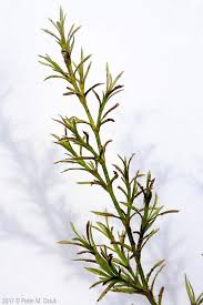 Attēlu rezultāti vaicājumam “Najas tenuissima leaf”