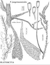 Attēlu rezultāti vaicājumam “Serpoleskea subtilis”