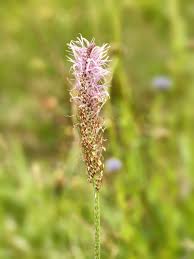 Attēlu rezultāti vaicājumam “Plantago media flower”