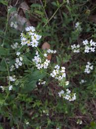 Attēlu rezultāti vaicājumam “Berteroa incana”